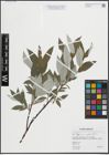Foto von Salix lapponum L. x Salix phylicifolia L.